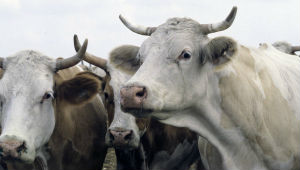 В 2013 году на Алтае на убой сдали 5754 коров, все они были больны лейкозом