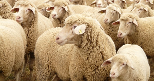 До конца года в Бурятии планируют получить 1,8 тысячи тонн баранины