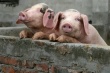 ИМИТ: цены на свинину в России рванули вверх