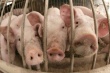 Крупный свинокомплекс на Алтае вновь выставлен на торги