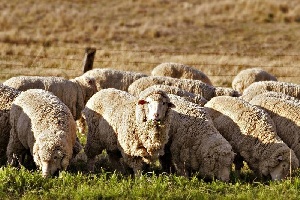 В Оренбуржье отару овец пустили на консервы из-за бруцеллеза