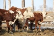 Правительство Амурской области планирует ужесточить контроль по заготовке кормов