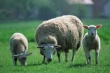 В Праге газонокосилки заменят овцами и козами 