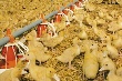 Ростовская область вышла в лидеры по производству мяса птицы Ростовская область вышла в лидеры по производству мяса птицы
