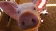Шотландских свиноводов призвали приостановить импорт свиней из США и Канады