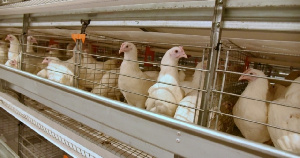 Сахали́нская о́бласть ищет возможности снизить себестоимость мяса птицы