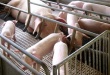 Свиноводческие предприятия оштрафовали за нарушения санитарных норм