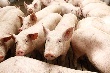В Челябинск закупили канадских свиней на 250 миллионов рублей
