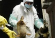 Угрожает ли птичий грипп Азербайджану?
