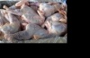Беларусь резко нарастила импорт мяса птицы и шпика