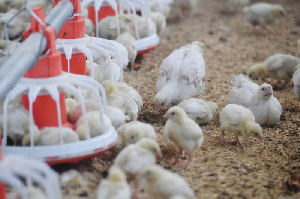 В Ленинградской области введена в строй птицеводческая ферма