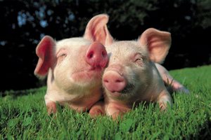 Крупнейший свинокомплекс Сахалина начал поставки свежего мяса