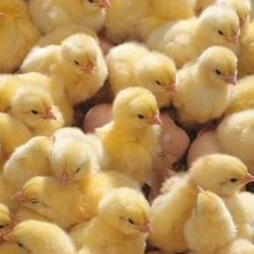 «Агросила» увеличивает производство инкубационных яиц