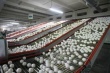  Свердловские птицефабрики увеличили производство яиц на 4,3% в 2015 году