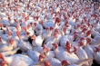 Конференция "Индейководство в России – будущее за качественным продуктом"