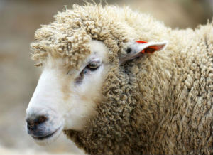 На Ставрополье от ветеринарной службы скрылся мужчина с отарой овец больных бруцеллезом 