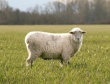 Из-за вспышки бруцеллеза в Сарапульском районе будет уничтожено целое поголовье овец