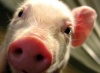 Украина ограничила ввоз белорусских свиней и свинины