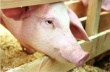 Казахстан намерен укрепить позиции на рынке свинины 