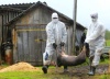 Белоруссия: Эпидемия африканской чумы свиней под Барановичами