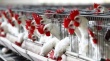 Дефицит мяса в Таджикистане планируют покрыть за счет производства куриного мяса