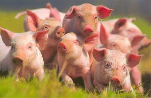 Свиноферму в Лабинске выставили на торги за 185 млн рублей
