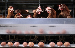 Губернатор: Челябинская область вышла на второе место в России по производству мяса птицы