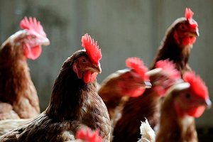 Куба возобновляет импорт курятины из США после остановки вспышки птичьего гриппа