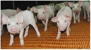 Волгоградская птицефабрика «Краснодонское» в 2015 году планирует запустить цеха по производству и переработке свинины