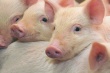 В Воронежской области приостановлена деятельность свинофермы