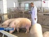 Власти Невинномысска ставят заслоны на пути АЧС