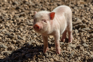 Мировые цены на свинину: как изменилась ситуация в марте?