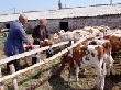 Хакасия получила из бюджета РФ 113 млн руб на развитие мясомолочного животноводства