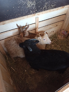 Управление Россельхознадзора провело в Санкт-Петербурге ветеринарный контроль карликовых козла, овцы и барана