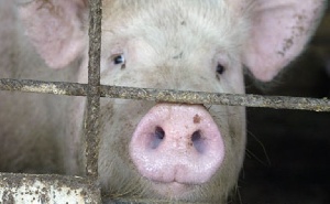 Россельхознадзор запретил ввоз свинины из Киевской области Украины.