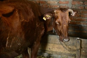Донские ветеринарные врачи стали первыми в России чипировать сельскохозяйственных животных