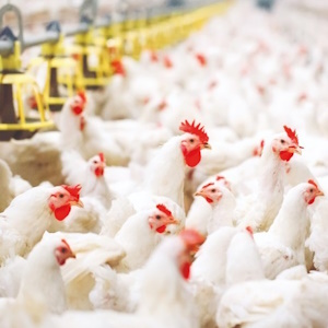 Группа «ПРОДО» инвестирует более 1,4 млрд руб. в технологическое перевооружение птицефабрики в Омской области