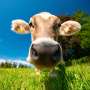 Порядок уведомления о побочных продуктах животноводства определил Минсельхоз