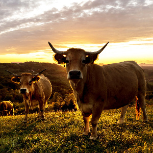 Приоритетные животноводческие продукты в торговле Индии и России