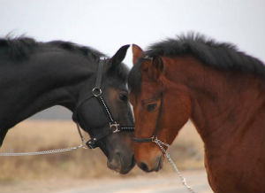 Омск: По факту гибели лошадей на обанкротившейся ферме возбуждено уголовное дело