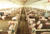 Ульяновская область получит более 90 миллионов рублей из федерального бюджета на поддержку свиноводства и птицеводства