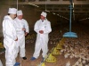 Пермский минсельхоз: При расширении птицефабрики создадут 1200 рабочих мест