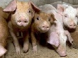В Белгородской области продолжаются мероприятия по недопущению в регион африканской чумы свиней