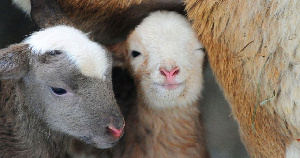 Специалисты группы «Дамате» и ВНИИОК принимают первых племенных ягнят