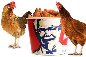 Псковскую курицу собираются поставлять в KFC Псковскую курицу собираются поставлять в KFC