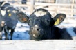 Омский агрохолдинг будет выпускать говядину с 2015 года