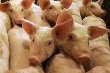 На свинофермах Нижнекамского района РТ приняты профилактические меры против АЧС