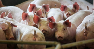 Башкирия передает Уральской мясной компании землю в аренду без торгов