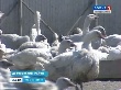 В селе Довольное Новосибирской области на новой птицеферме начали разводить пекинскую утку
