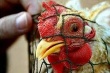 В Казахстане приостановлена реализация мяса птицы некоторых производителей из России и Украины